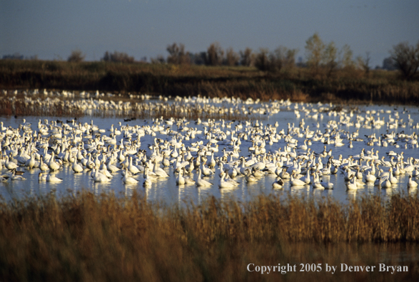 Snow geese and decoys on marsh.