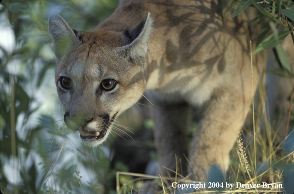 Mountain lion in habitat