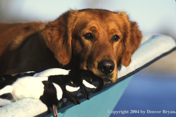 Golden Retriever on boat with bagged ducks.  