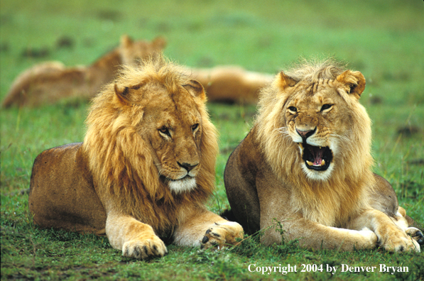 African lions in habitat.  Africa