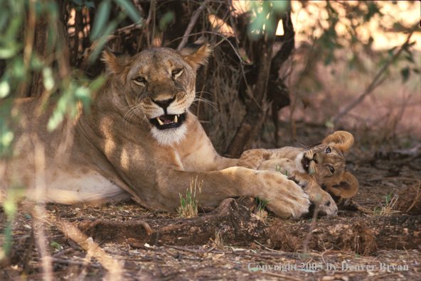 Lion cub with mother in habitat. Africa