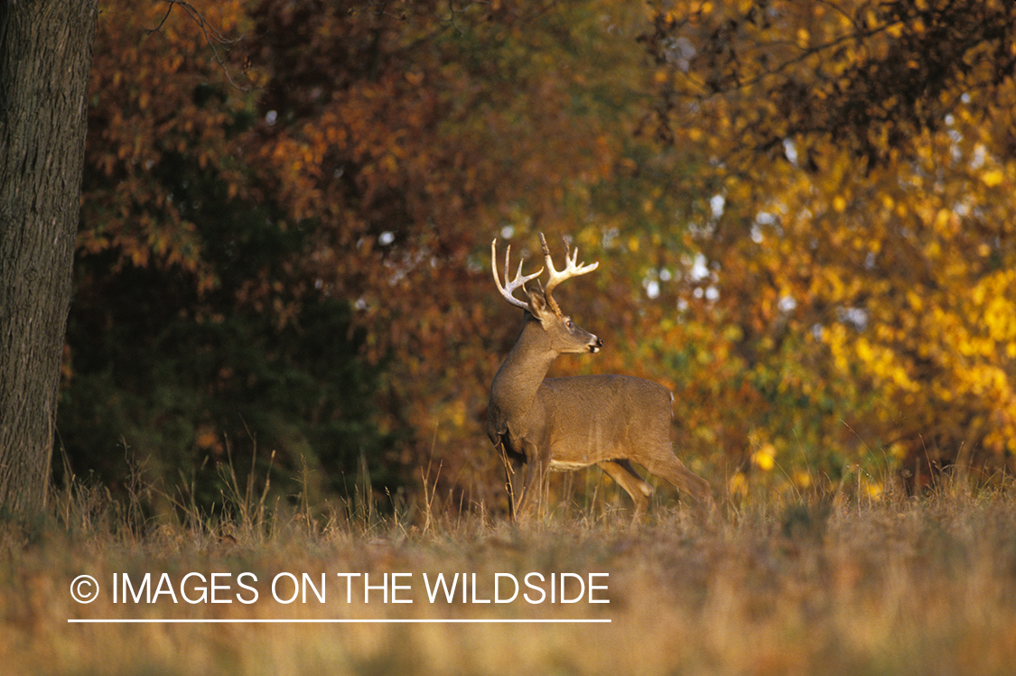 Whitetailed deer in habitat.