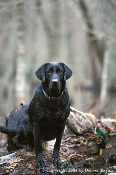 Black Labrador Retriever on fallen tree with mallard