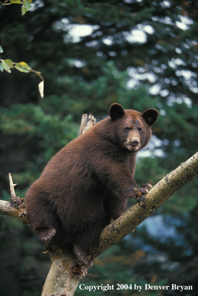 Black Bear up a tree.