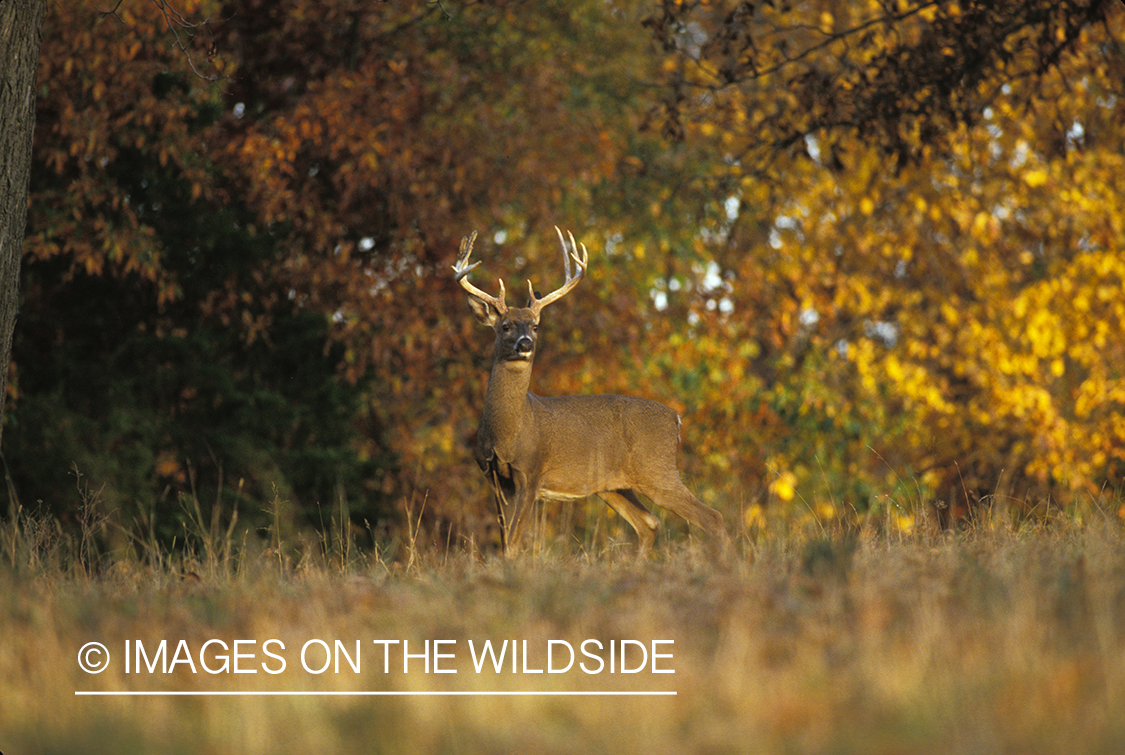 Whitetailed deer in habitat.