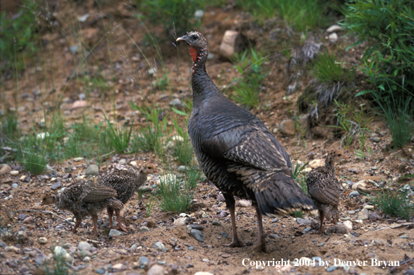 Eastern turkey with poults.