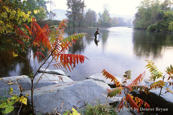 Flyfisherman on autumn colored stream.