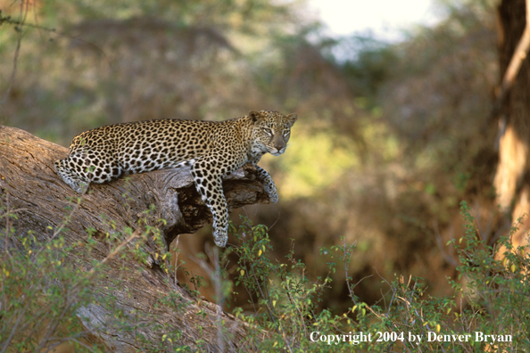 Leopard in habitat. Africa