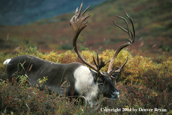 Caribou bull in habitat.