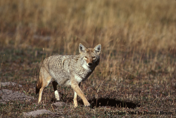 Coyote in habitat.