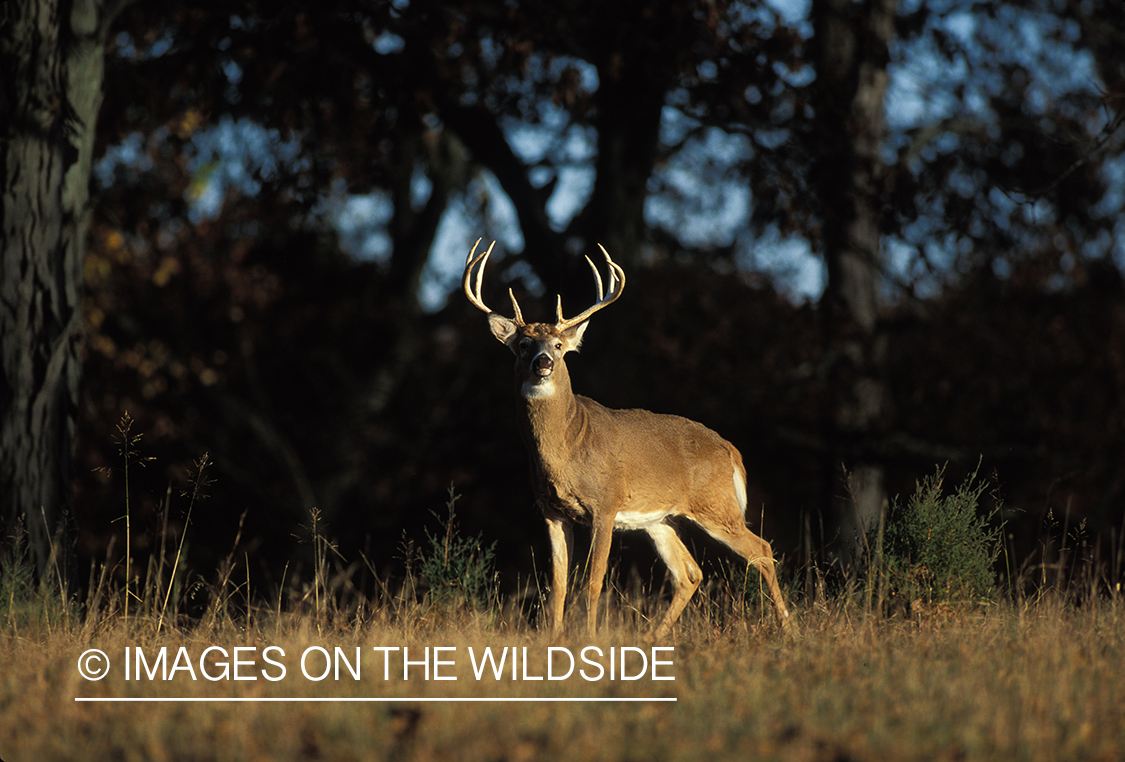 Whitetailed deer in habitat.