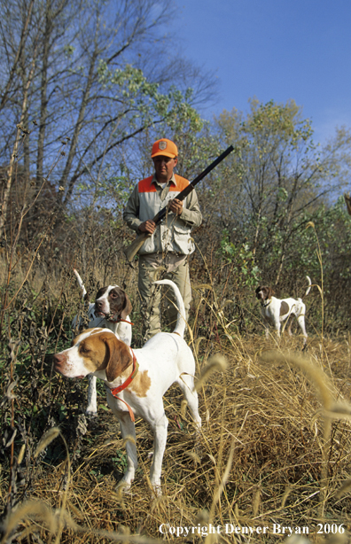 Upland game bird hunter with dogs hunting.