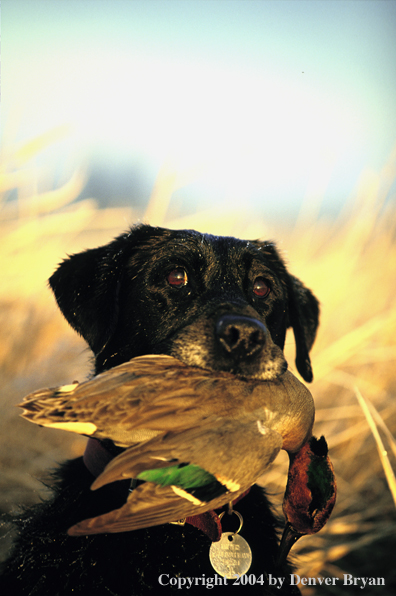 Black Labrador Retriever with green-winged teal.