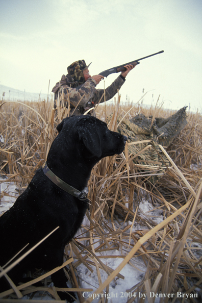 Waterfowl hunter shooting at duck with black Lab. 