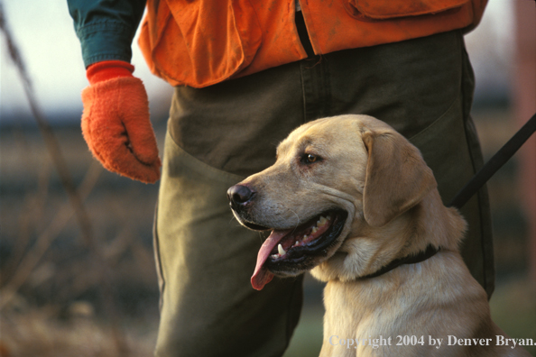 Yellow Labrador Retriever with hunter