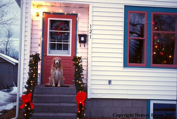 Golden Retriever on doorstep.