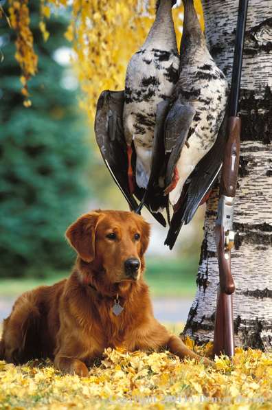 Golden Retriever with bagged geese.  