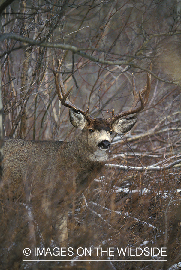 Mule deer in habitat.