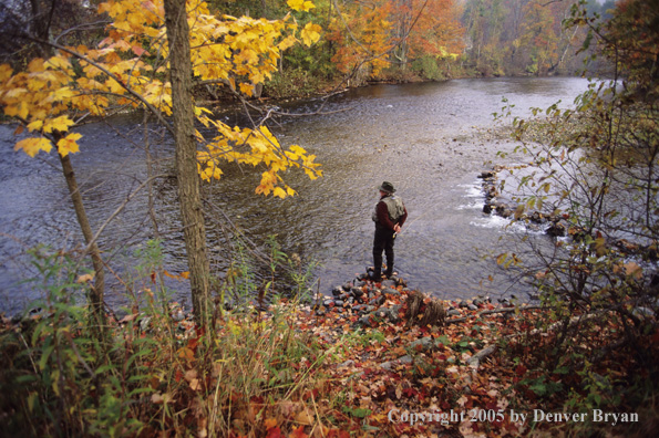 Flyfisherman on autumn colored stream.