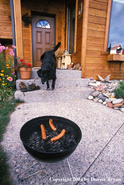 Black Labrador Retriever checking out grill