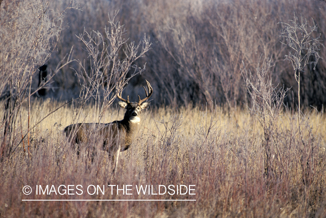 Whitetail deer in habitat.