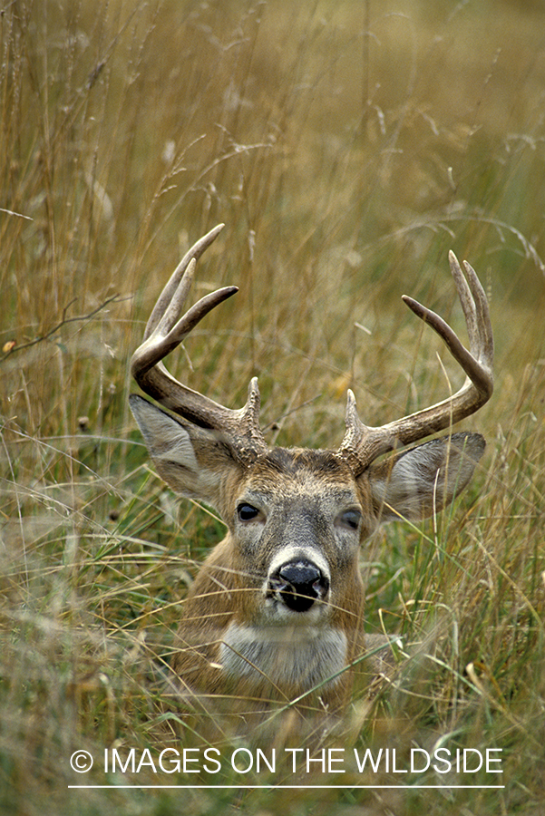 Whitetail deer bedded down.