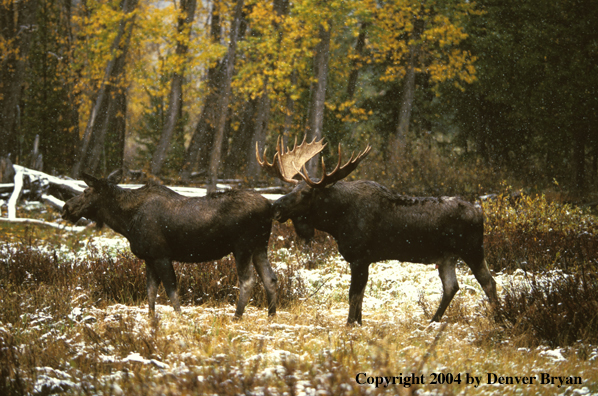 Moose in habitat.