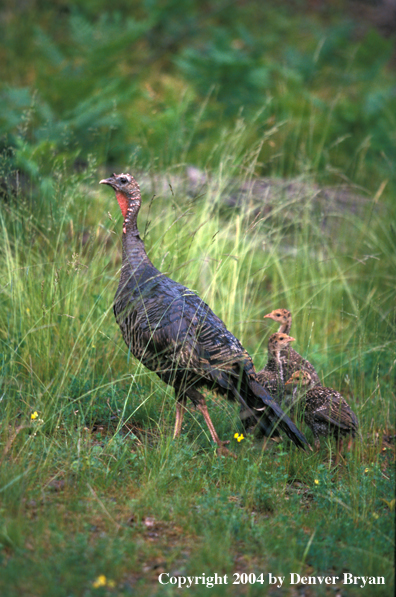 Eastern turkey with poults.