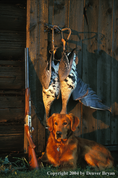 Golden Retriever with bagged geese.  