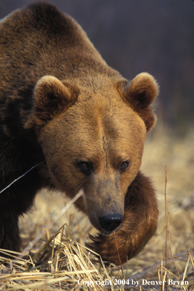 Grizzly Bear walking (portrait)