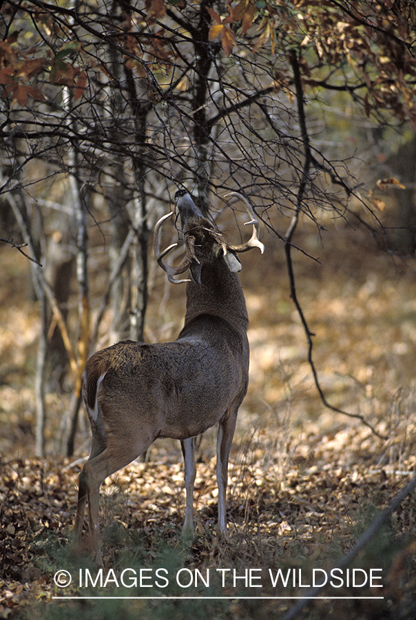 Whitetail deer scent marking.