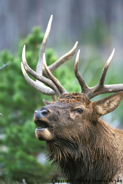 Bull elk bugling (close up).