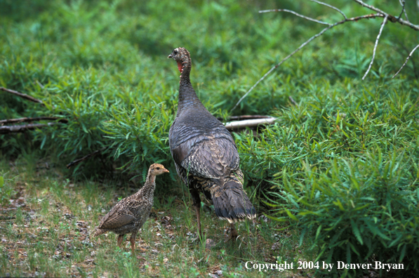 Eastern turkey with poults.