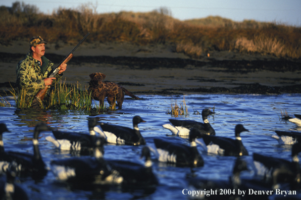 Waterfowl hunter with chocolate Lab and decoys. 