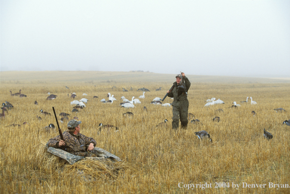 Father and son goose hunting in a field.