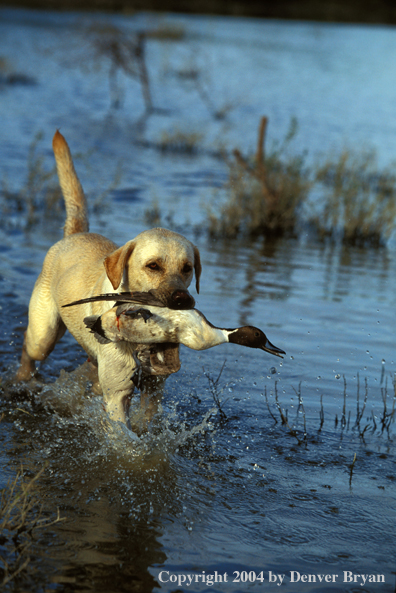 Yellow Labrador Retriever with pintail