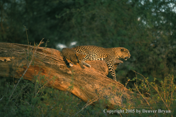 Leopard and cub in habitat. Africa.