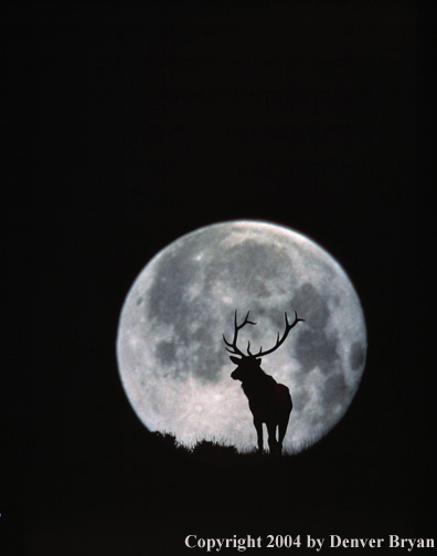 Bull elk in habitat.