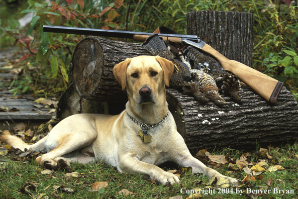 Yellow Labrador Retriever with shotgun and ruffed grouse