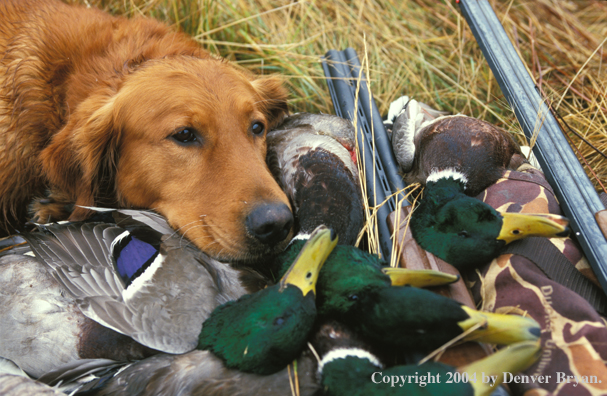 Golden Retriever with bagged waterfowl.  