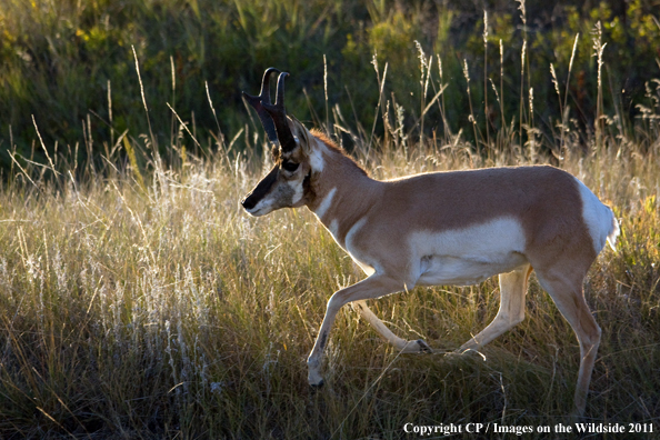 Pronghorn Antelope running. 