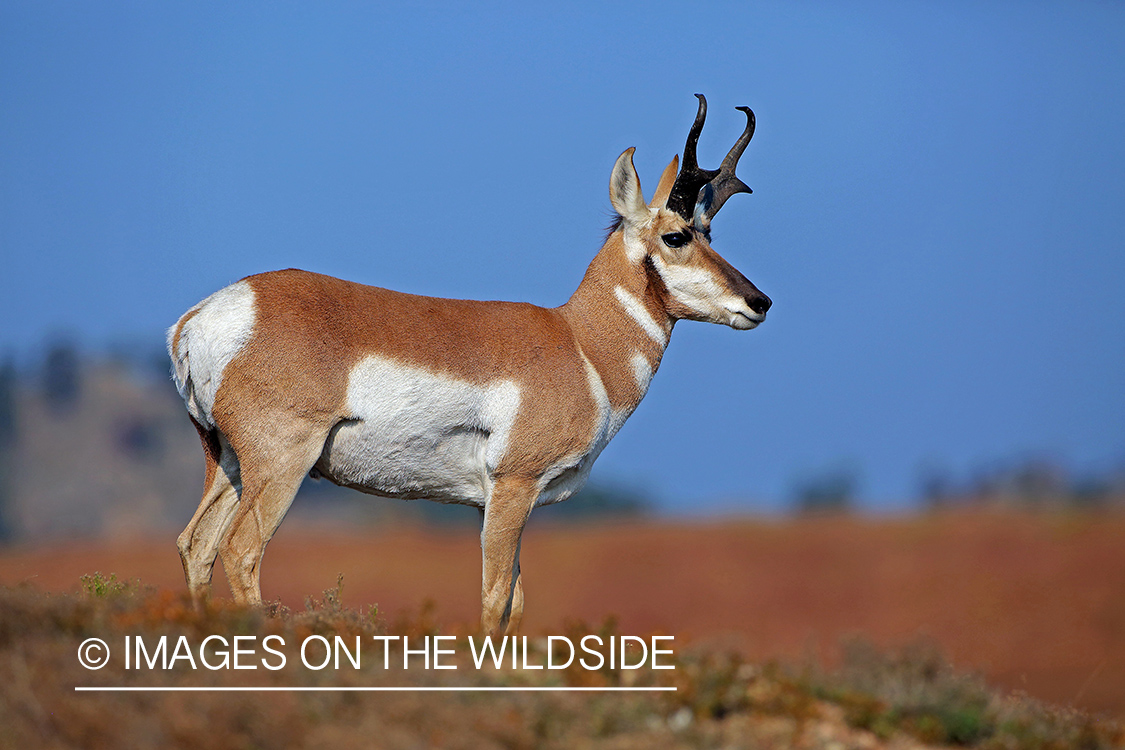 Pronghorn antelope in field.