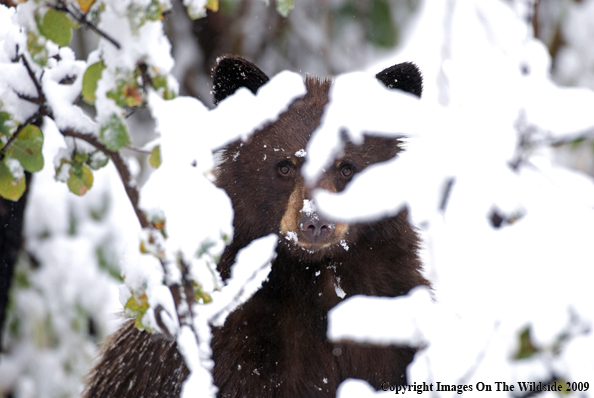 Black Bear