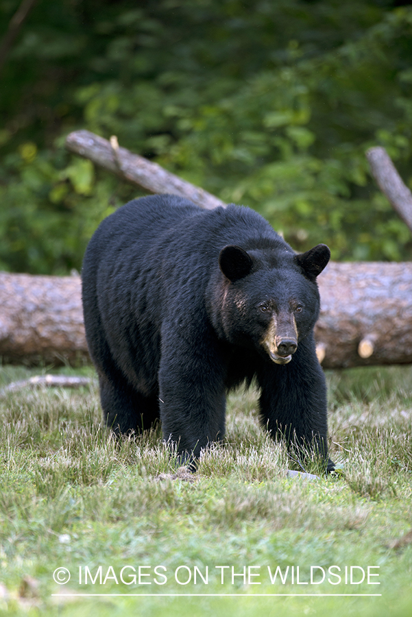 Black Bear in habitat.