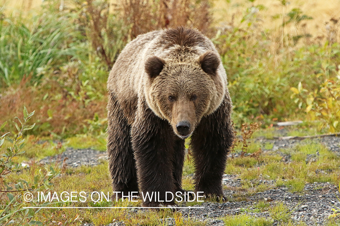 Brown Bear in Alaska.