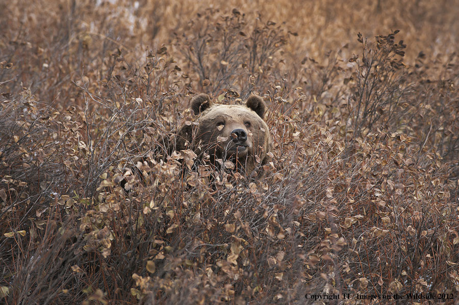 Grizzly Bear in habitat.