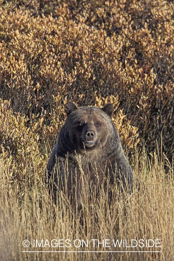 Grizzly bear in Rocky Mountain habitat.