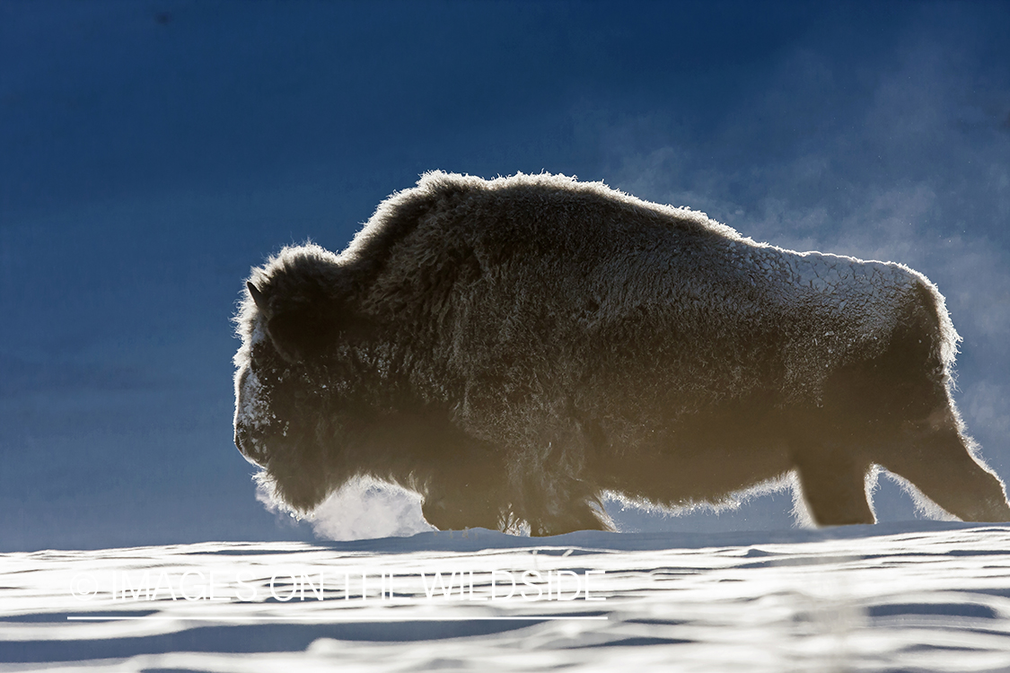 American bison in snow.