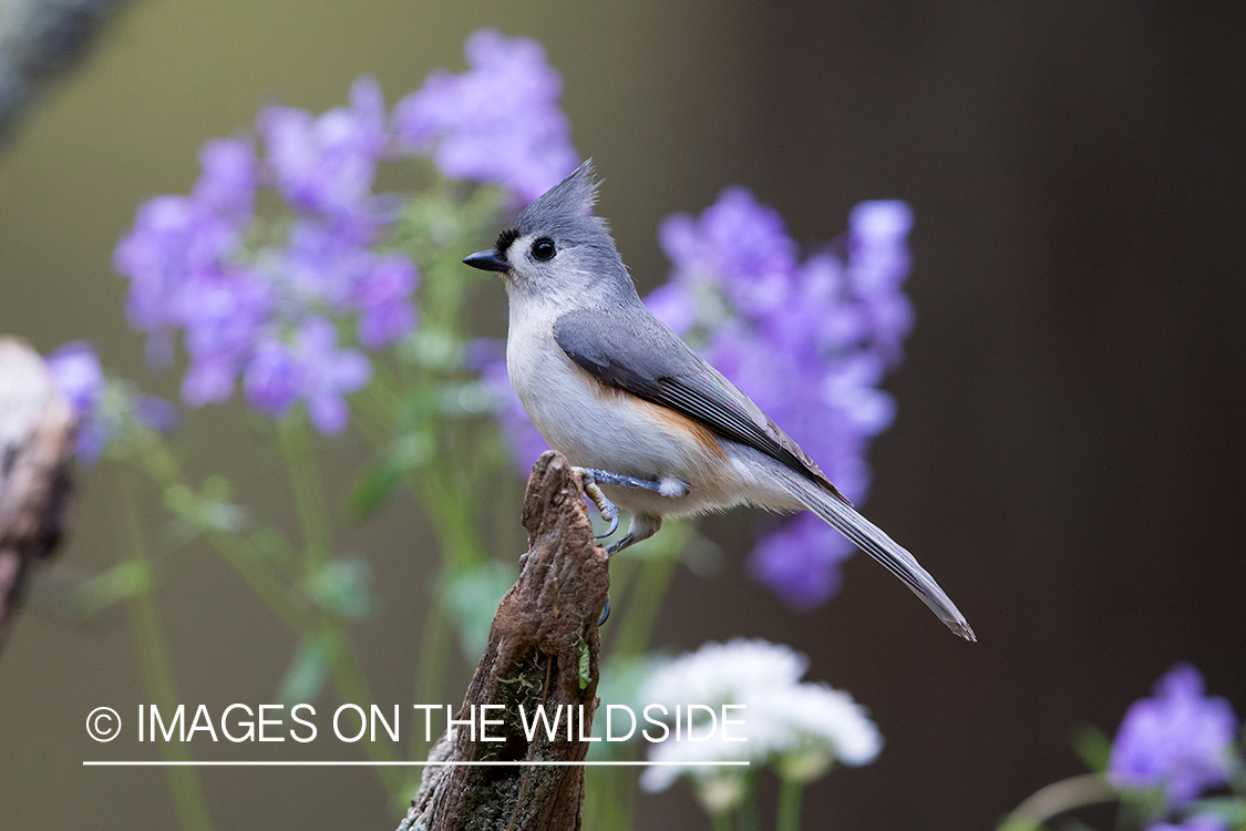 Tufted titmouse in habitat. 