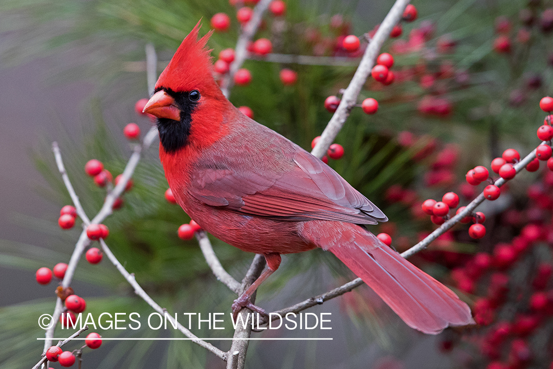 Northern Cardinal on branch.